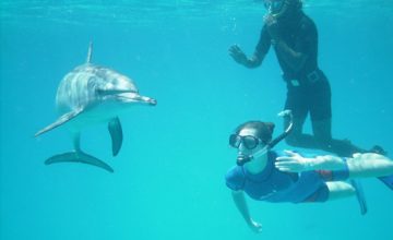 Nuotare con i delfini alle Maldive